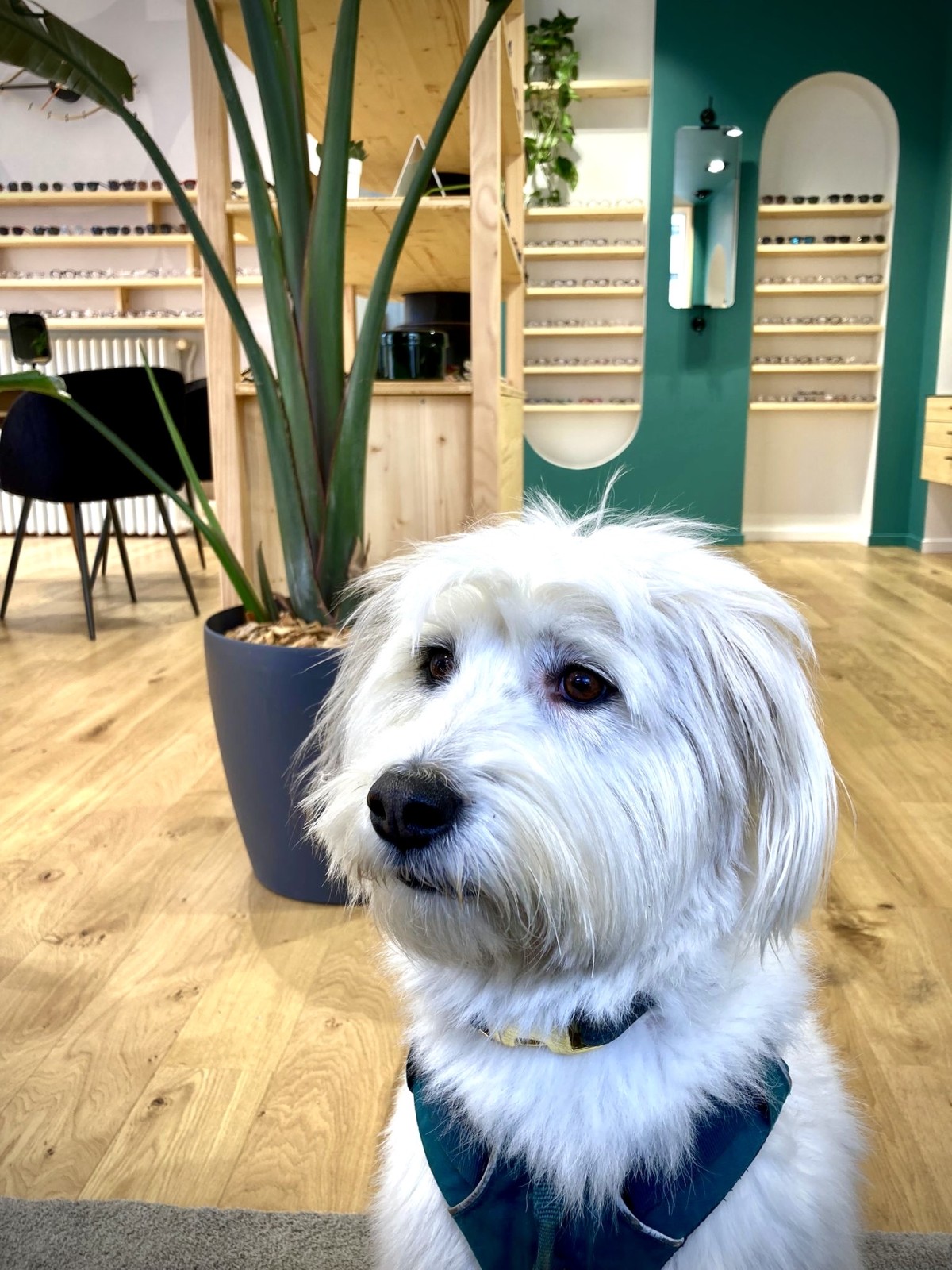 Où acheter des lunettes de créateurs originales à Strasbourg Quartier de la Krutenau ?