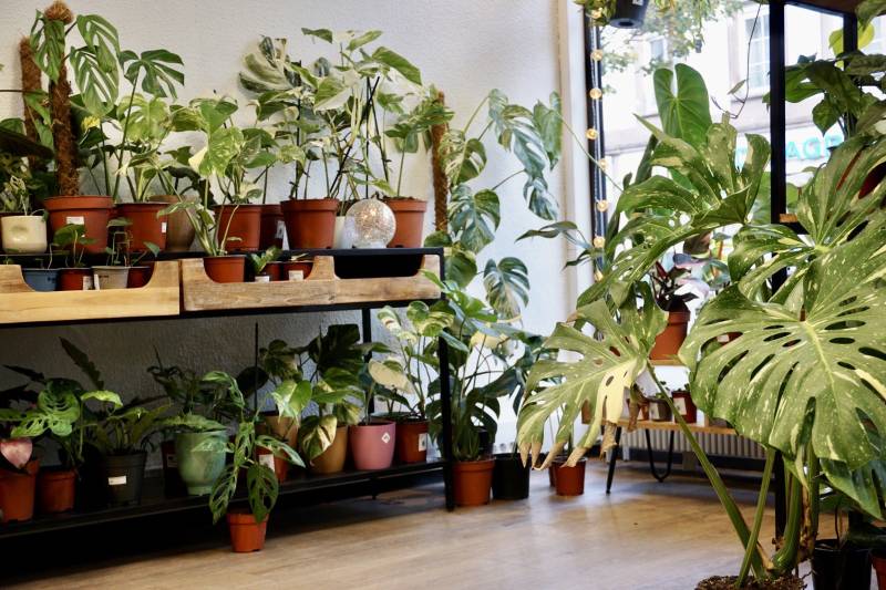 Retrouvez un magasin de plantes spécialisés dans la décoration de magasin d'optique sur Strasbourg